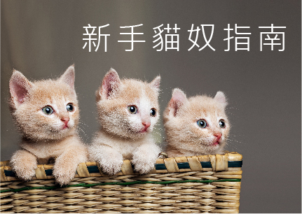 【新手貓奴養貓指南】貓居家環境只要準備貓砂盆跟貓食器就夠了嗎?