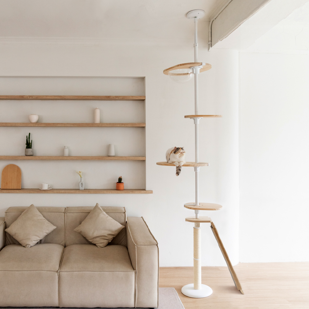 入門款+貓抓斜坡｜新手推薦組合