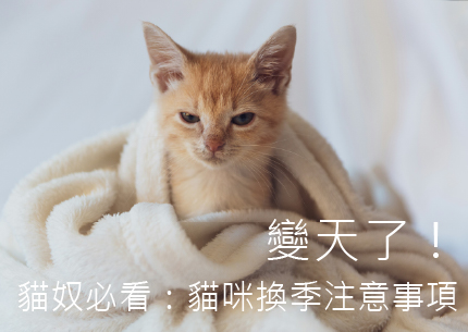 變天了！貓奴必看：貓咪換季注意事項